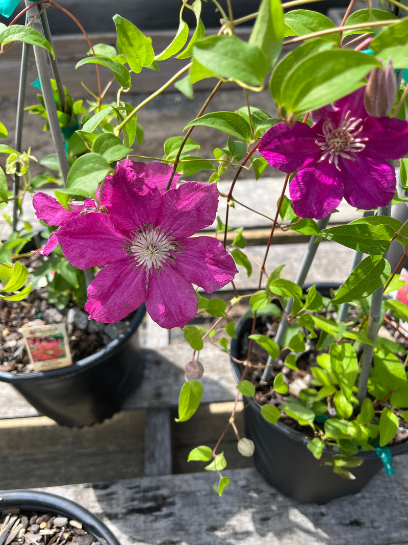 CLEMATIS, ERNEST MARKHAM