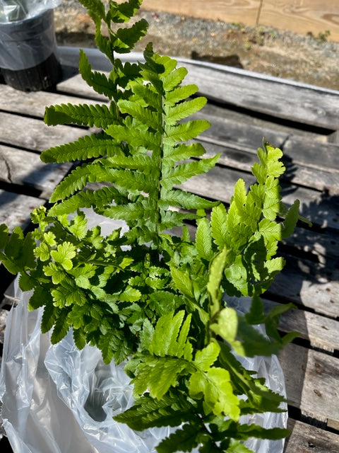 DRYOPTERIS TOKYOENSIS (WOOD FERN)