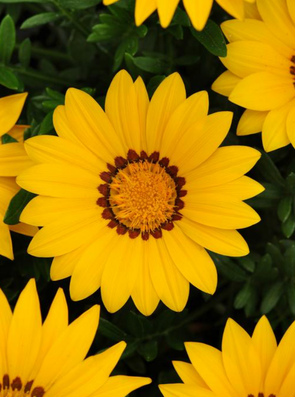 GAZANIA, NEW DAY YELLOW