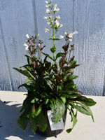 PENSTEMON, HUSKER RED (BEARD TONGUE)