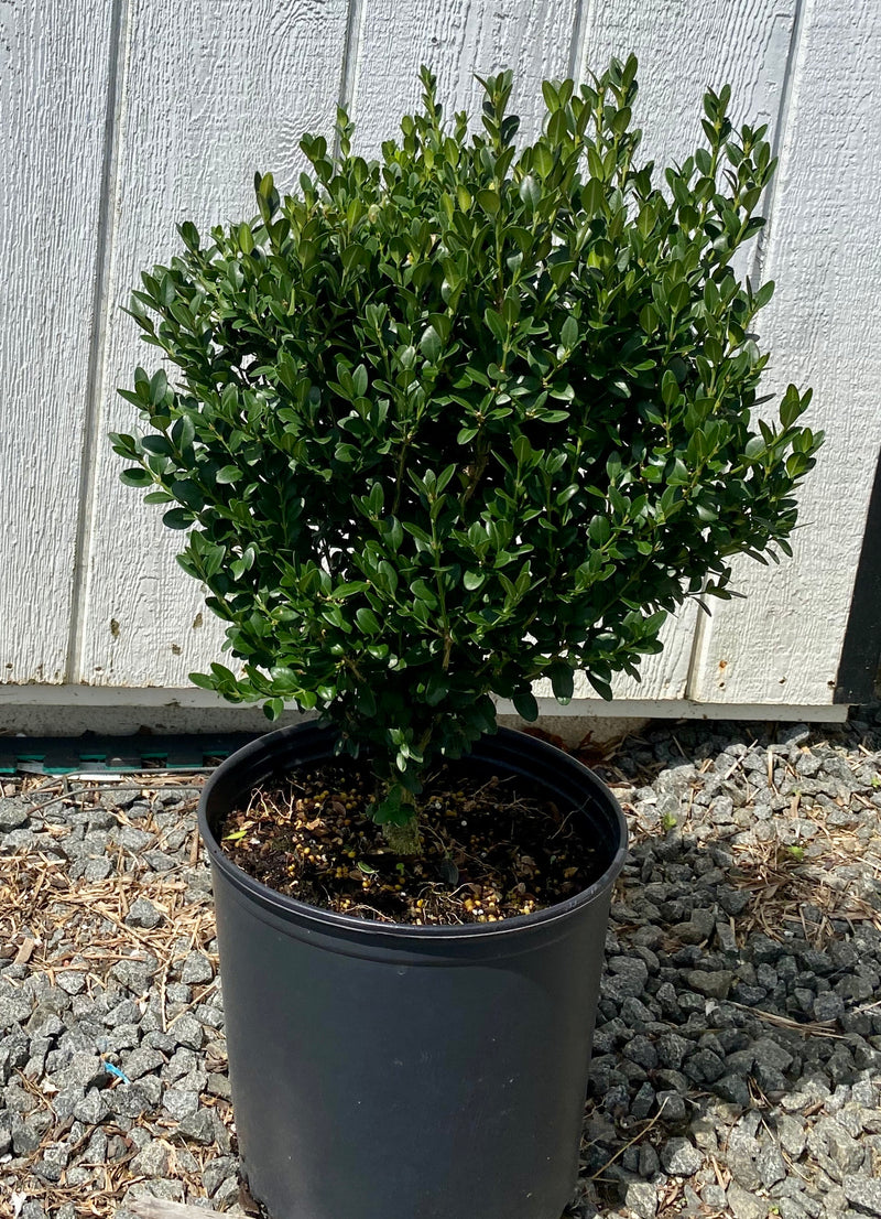 BOXWOOD, GREEN VELVET