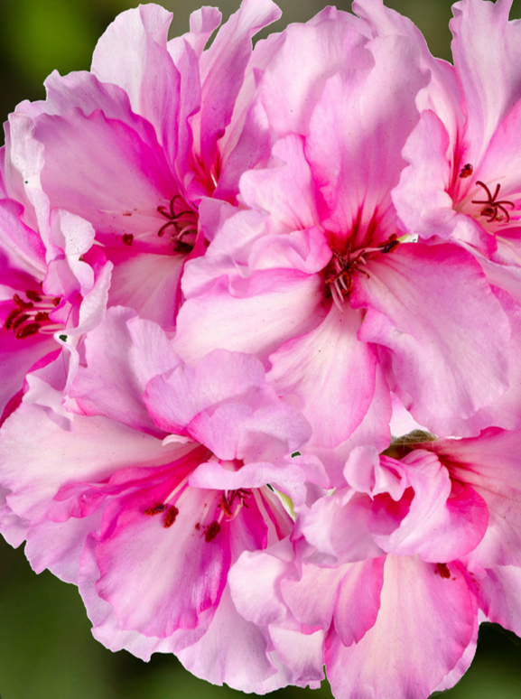 IVY GERANIUM, IVY LEAGUE CHERRY BLOSSOM – Garden Shack Farm