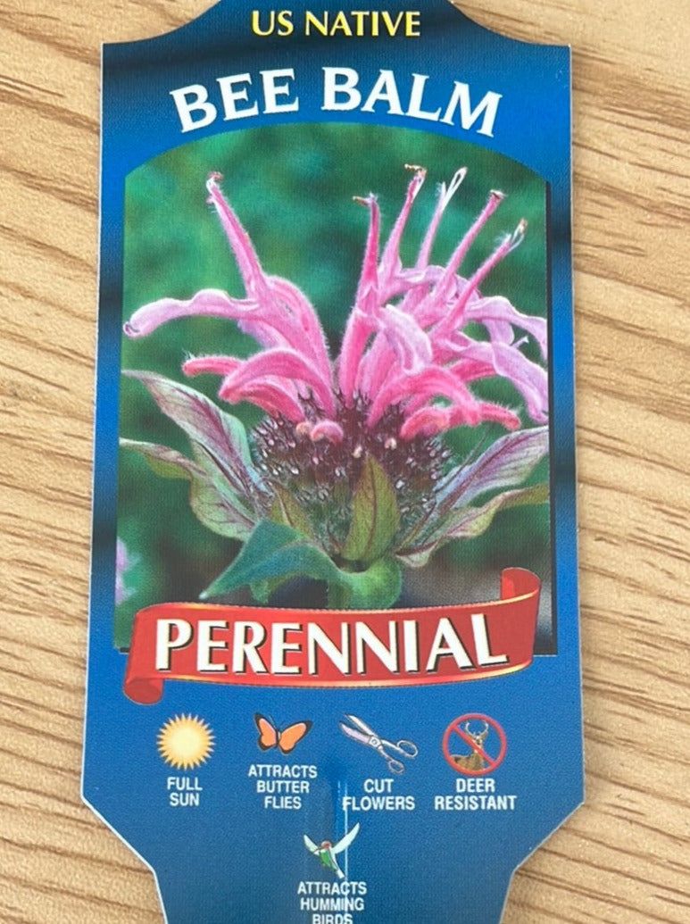 MONARDA, CLAIRE GRACE (BEE BALM)