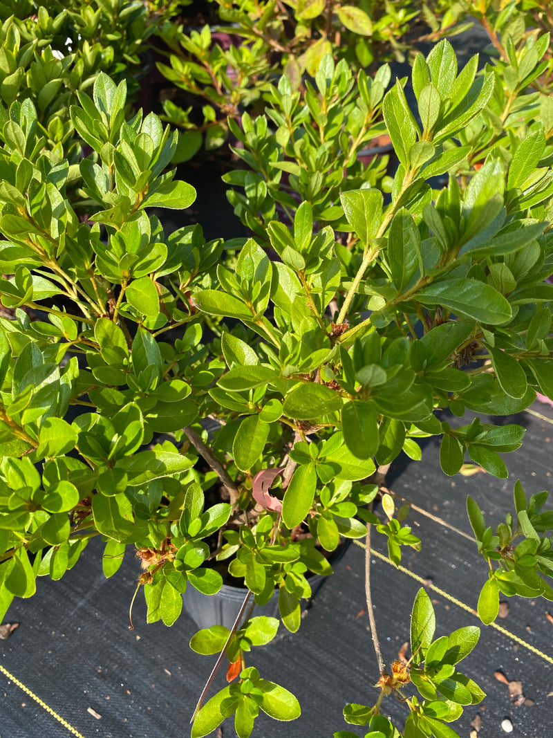 AZALEA, NANCY PINK