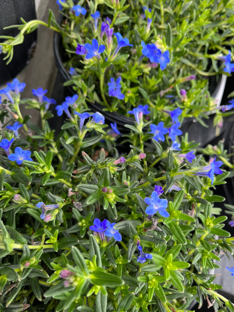 LITHODORA, GRACE WARD