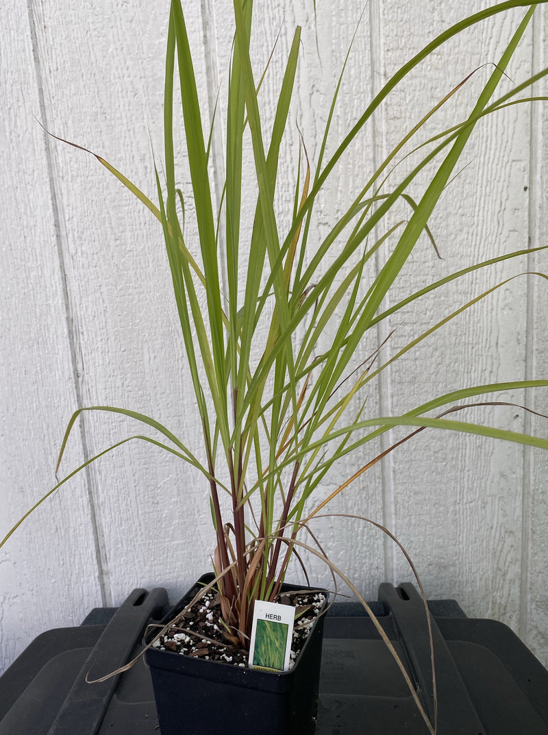 LEMONGRASS (CITRONELLA GRASS)