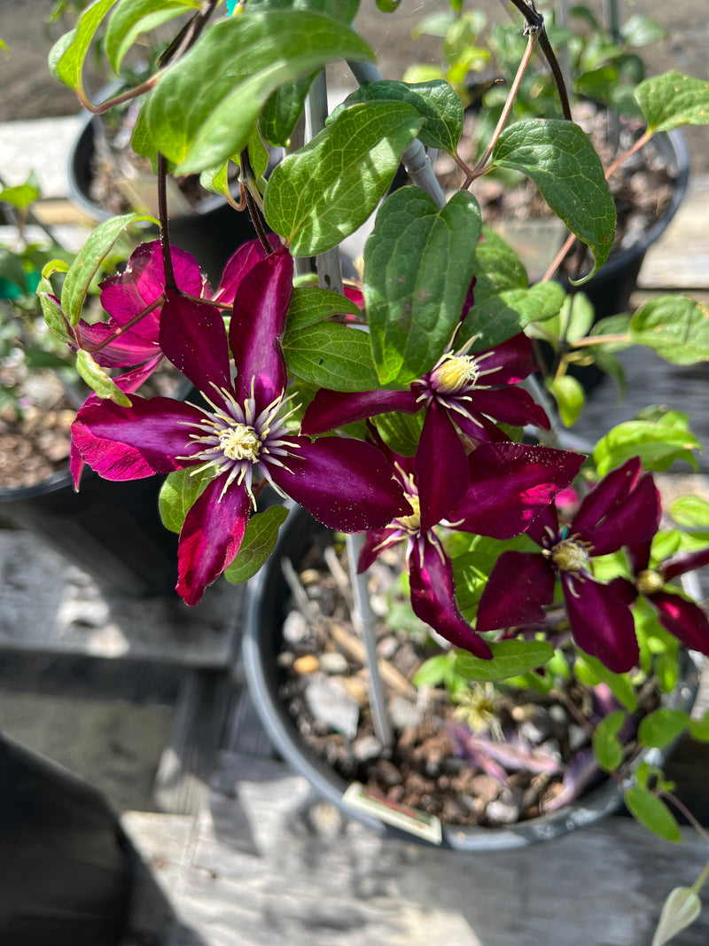 CLEMATIS, NIOBE