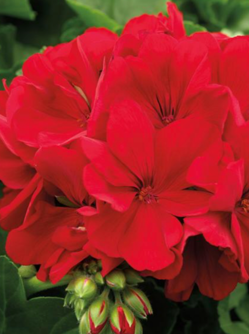 GERANIUM, CALLIOPE LARGE RED