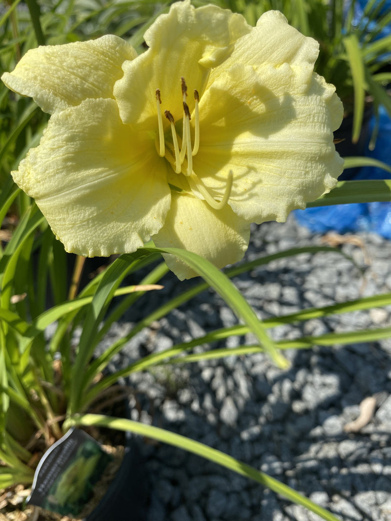 HEMEROCALLIS, FRAGRANT TREASURE (DAYLILY)