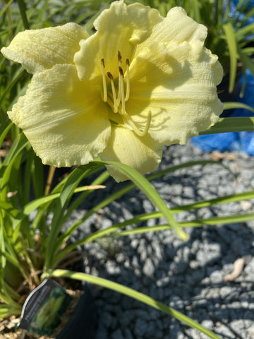 HEMEROCALLIS, FRAGRANT TREASURE (DAYLILY) – Garden Shack Farm