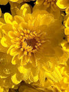 MUM, YELLOW/GOLD