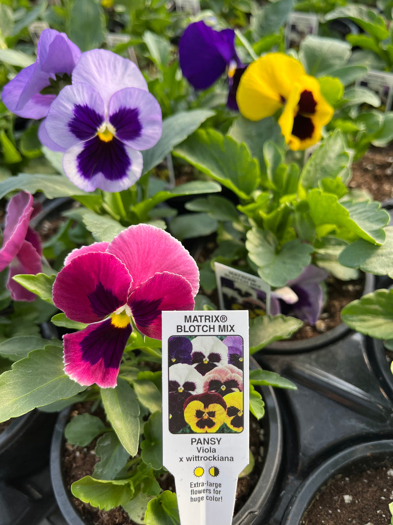 PANSY, MATRIX BLOTCH MIX