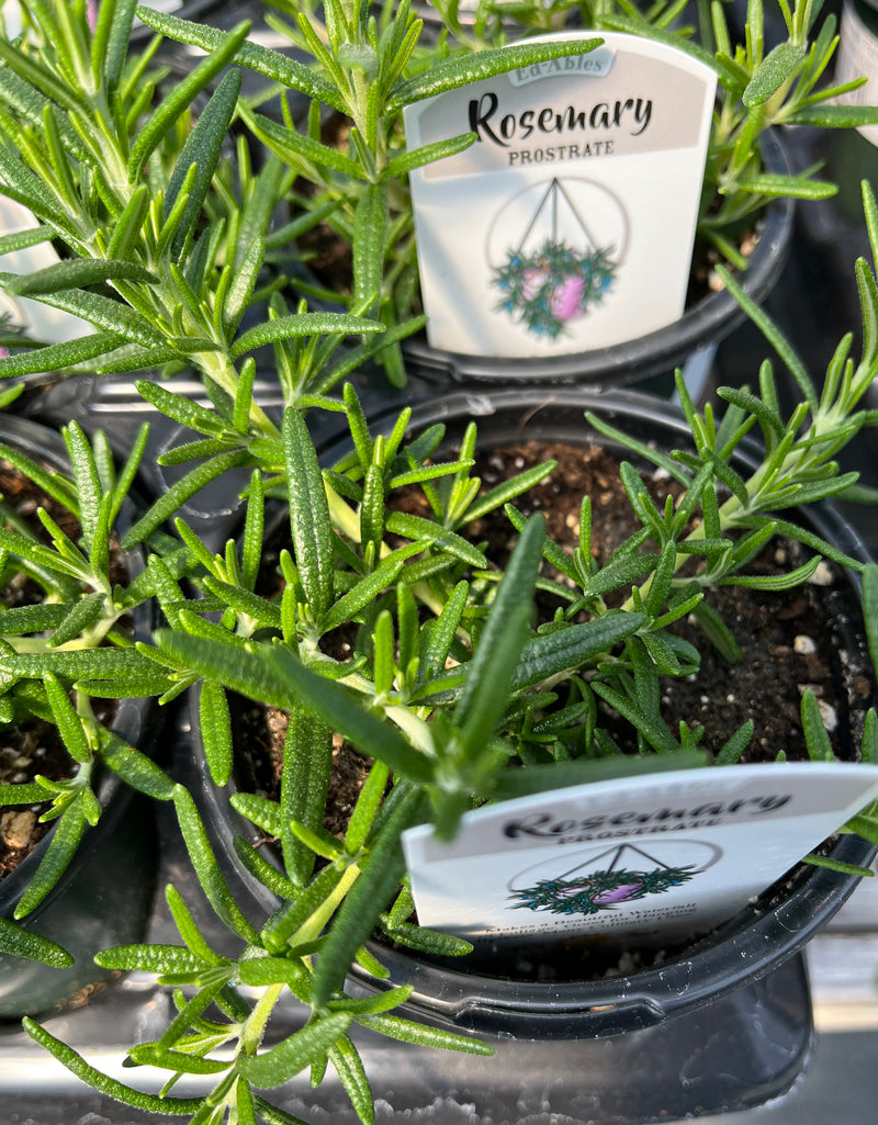 ROSEMARY, CREEPING