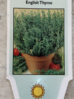 THYME, ENGLISH