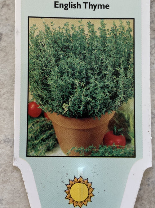 THYME, ENGLISH