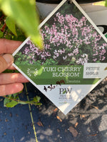 DEUTZIA, YUKI CHERRY BLOSSOM