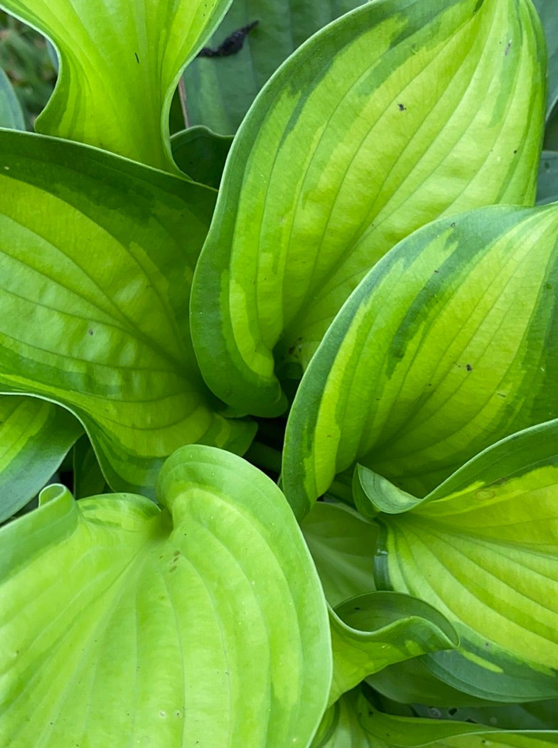 HOSTA, GUACAMOLE