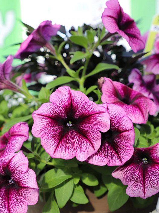 PETUNIA, OPERA SUPREME PURPLE VEIN