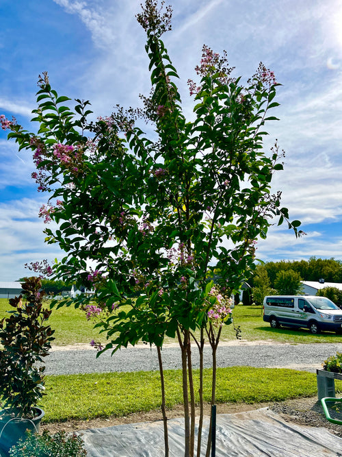 CRAPE MYRTLE, MUSKOGEE