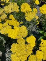 ACHILLEA, MOONSHINE (YARROW)