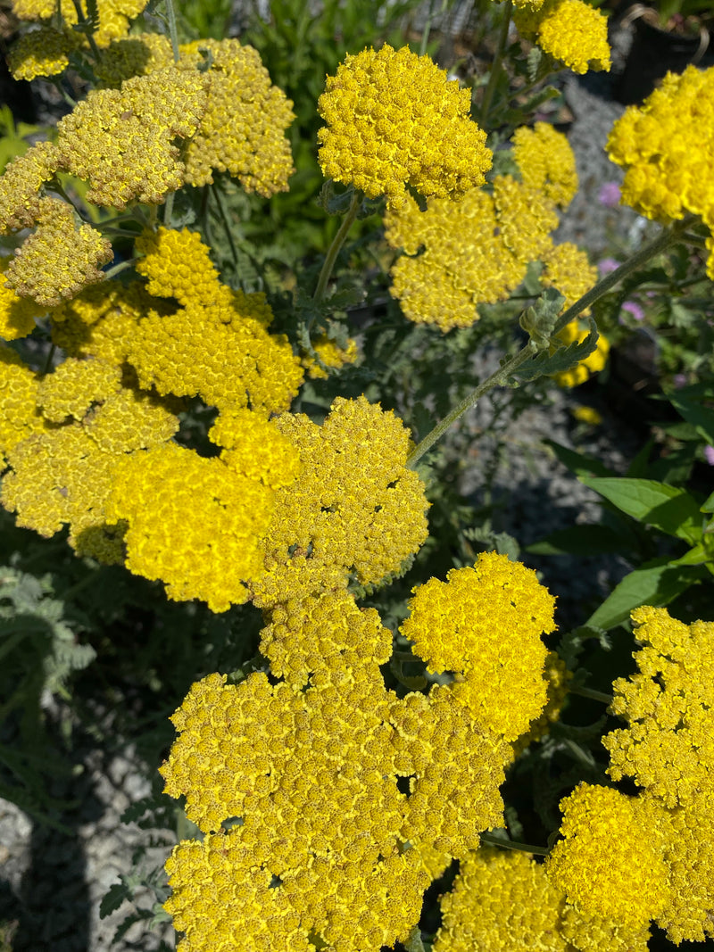 ACHILLEA, MOONSHINE (YARROW)