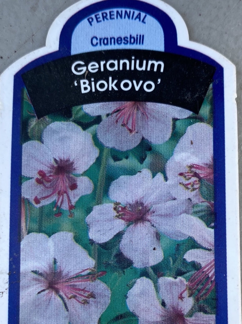 GERANIUM BIOKOVO (CRANESBILL)