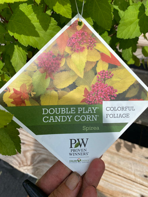 SPIRAEA, DOUBLE PLAY CANDY CORN
