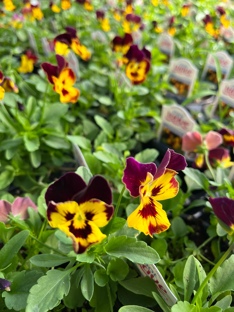 PANSY, COOL WAVE FIRE