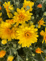 MUM, YELLOW/GOLD