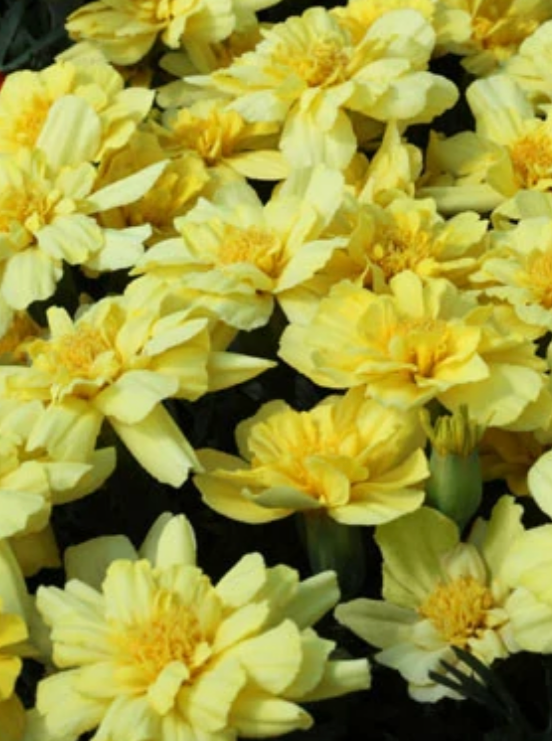 MARIGOLD, ALUMIA VANILLA CREAM
