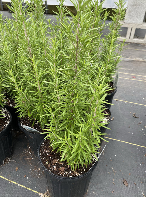 ROSEMARY, BARBEQUE