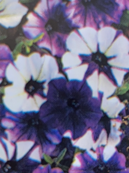 PETUNIA, SHOCK WAVE PURPLE TIE DYE