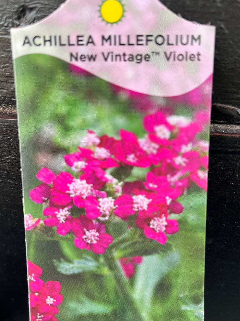 ACHILLEA, NEW VINTAGE VIOLET (YARROW)