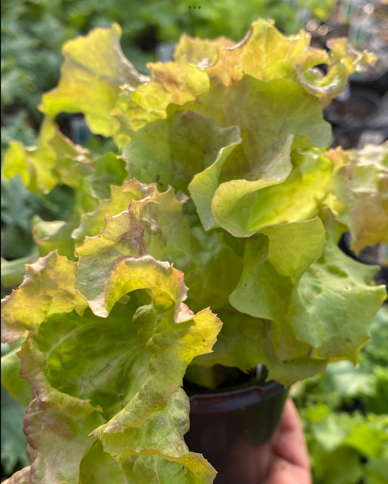 LETTUCE, RED LEAF
