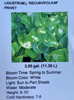 LIGUSTRUM RECURVIFOLIUM (PRIVET)