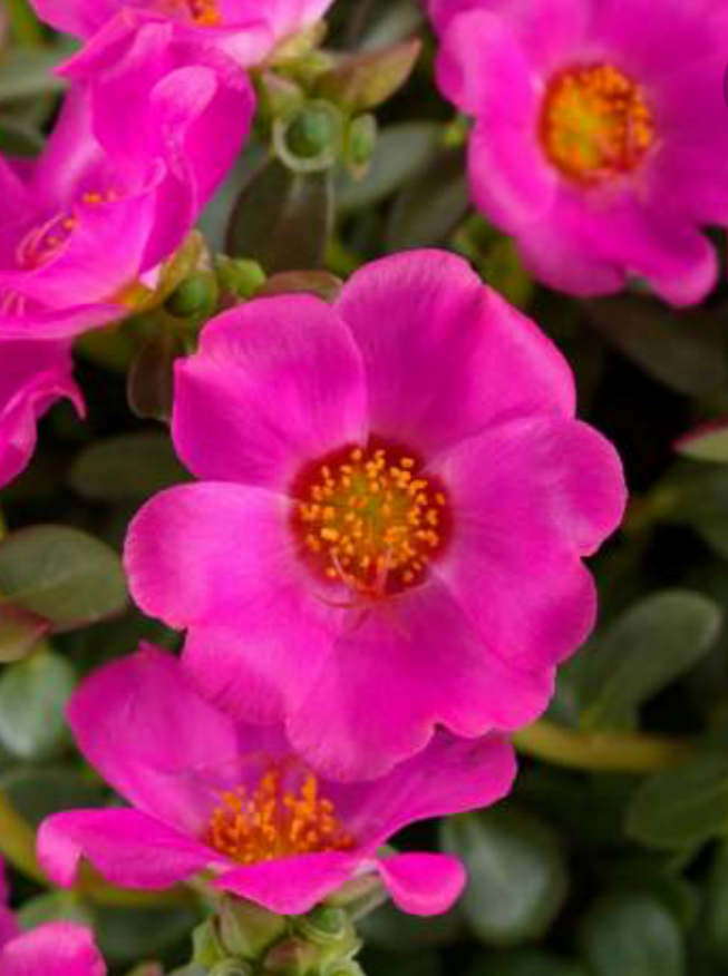 PORTULACA, PAZZAZ PURPLE (PURSLANE)