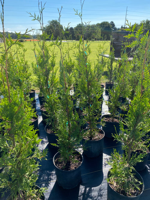 ARBORVITAE, GREEN GIANT