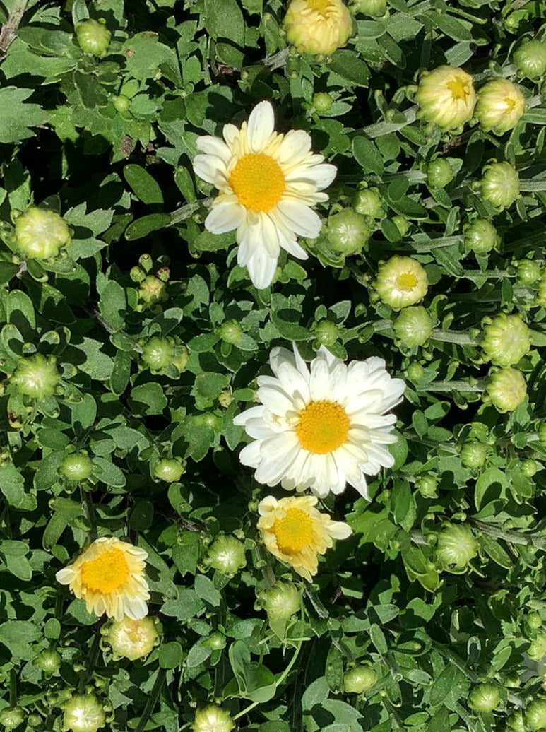MUM, WHITE