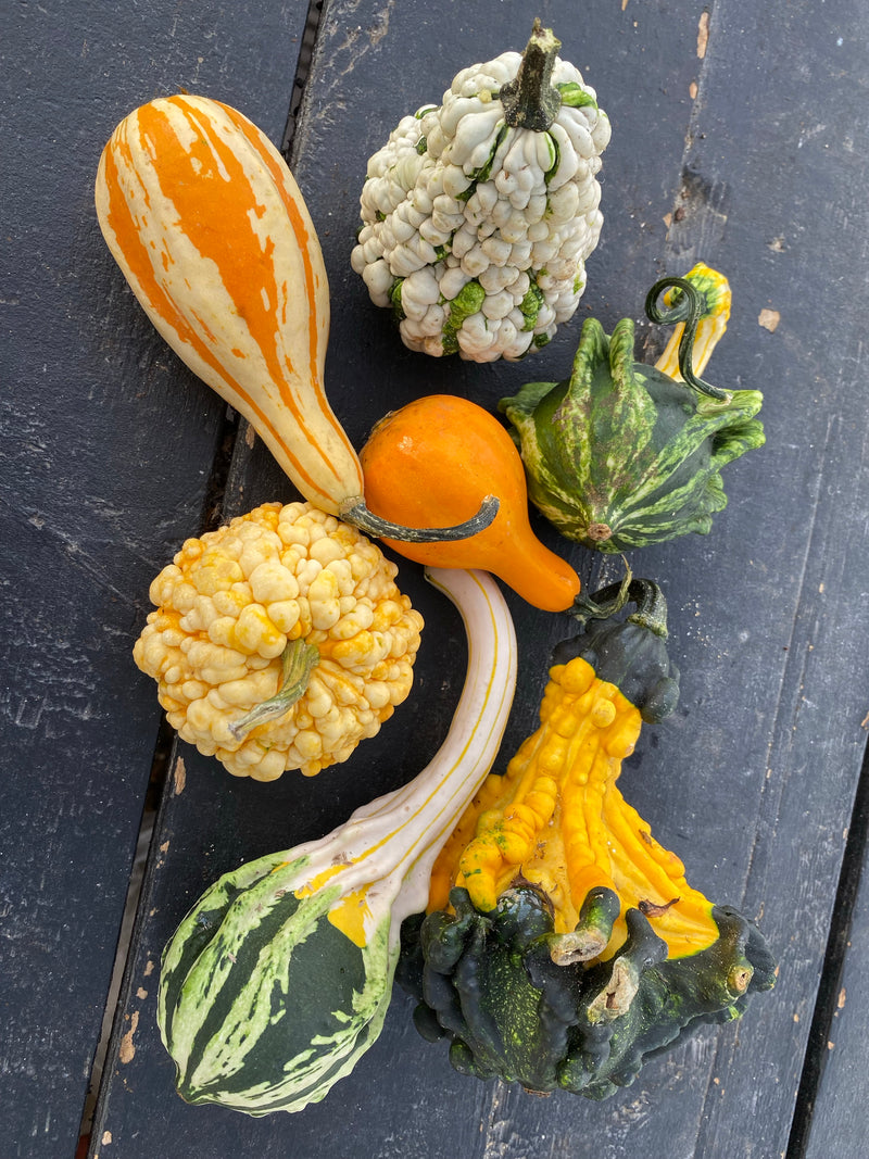 GOURD