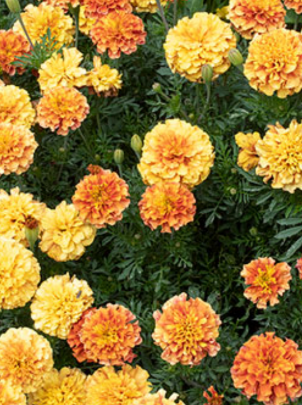 MARIGOLD, STRAWBERRY BLONDE