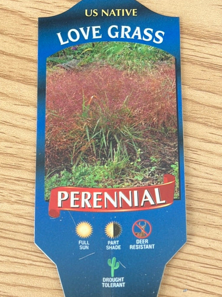 ERAGROSTIS SPECTABILIS (PURPLE LOVEGRASS)