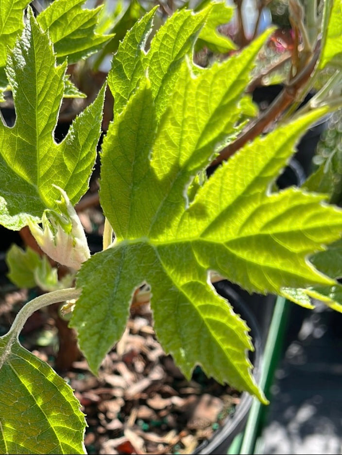 HYDRANGEA QUERCIFOLIA (OAKLEAF HYDRANGEA)