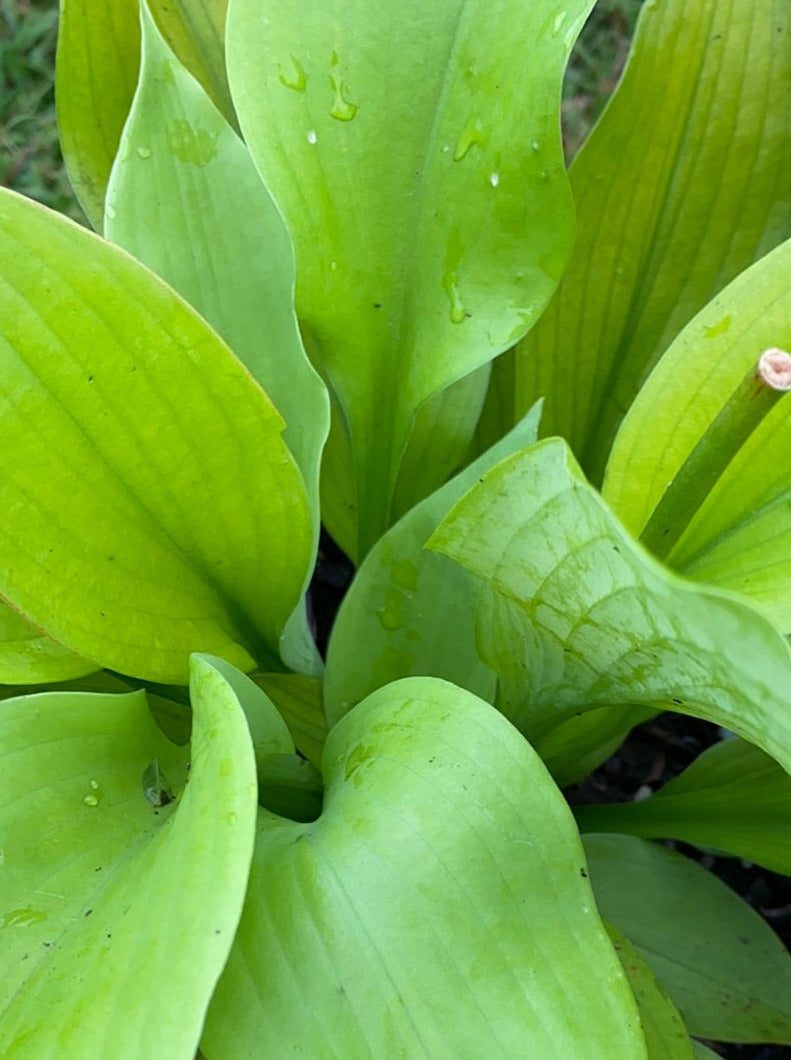 HOSTA, SUM AND SUBSTANCE
