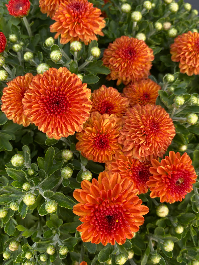 MUM, ORANGE/BRONZE