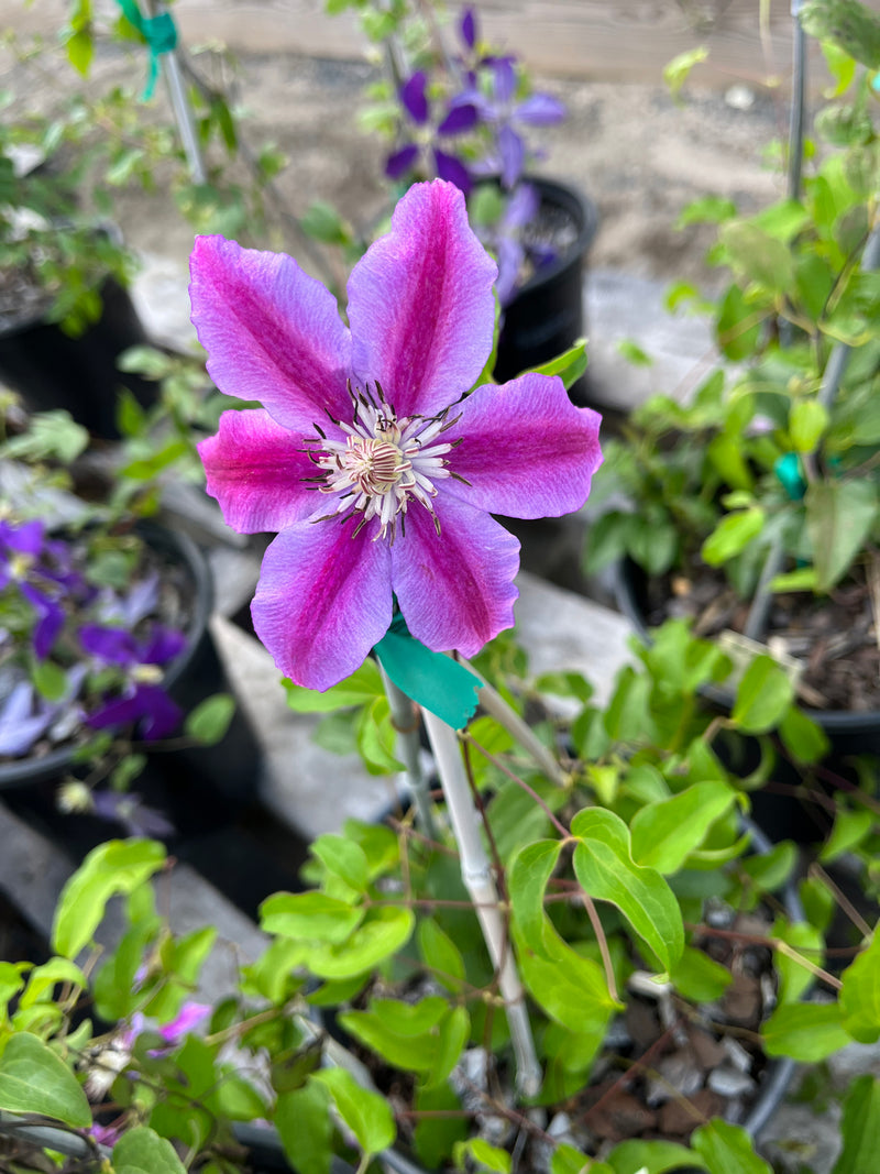 CLEMATIS, BEES JUBILEE