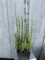 LAVENDER, MUNSTEAD