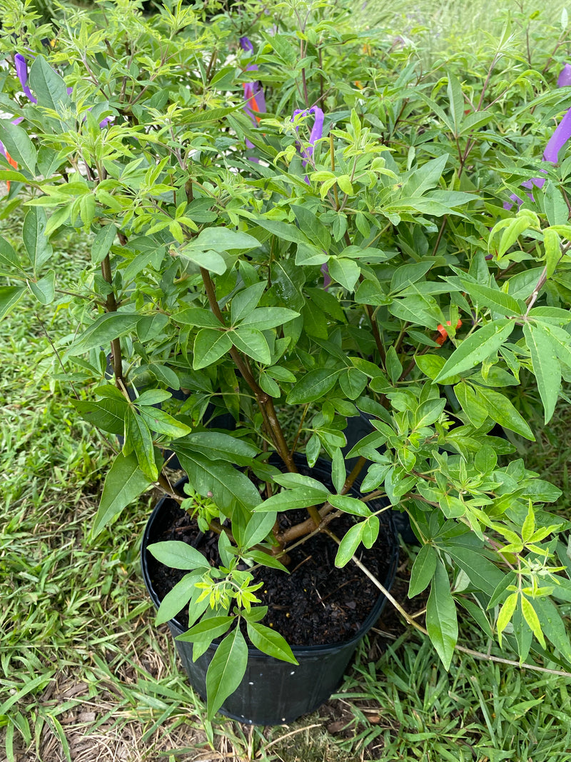 VITEX, SHOAL CREEK (CHASTETREE)