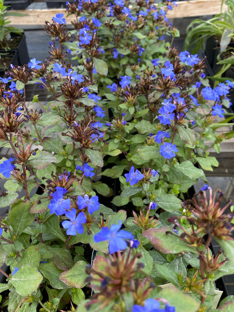 CERATOSTIGMA PLUMBAGINOIDES (PLUMBAGO)