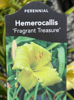 HEMEROCALLIS, FRAGRANT TREASURE (DAYLILY)