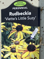 RUDBECKIA, VIETTE’S LITTLE SUZY (BLACK-EYED SUSAN)